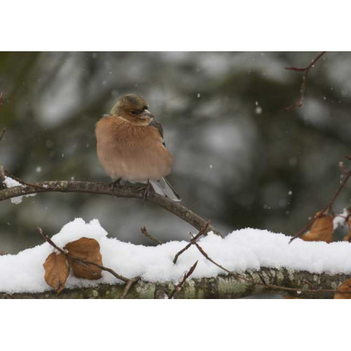 Winter in the garden - Ann Karin Solheim