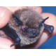 Bats
