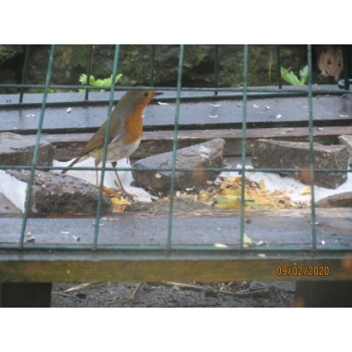 Robin and Mouse by Claudie