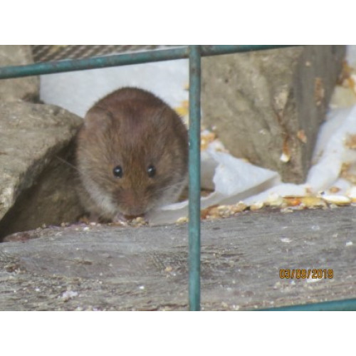Vole by Claudie