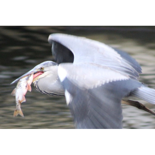 Gotcha! by Darran Wray