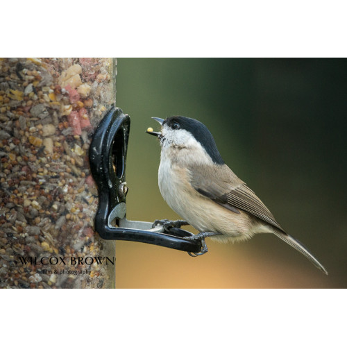 Marsh Tit by NWB