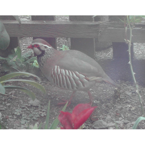 Red Legged Partridge by Jenny Dias