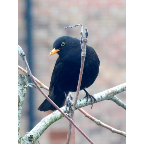 Blackbird by Sarah Goode