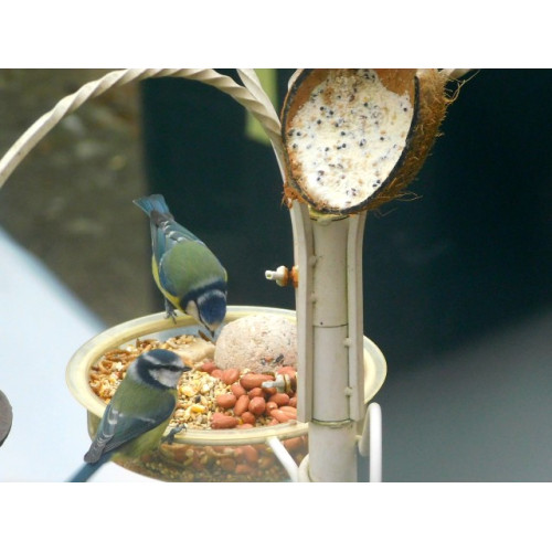 Blue Tit by Sarah Goode