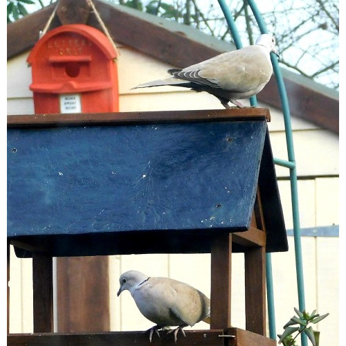 Doves by Sarah Goode