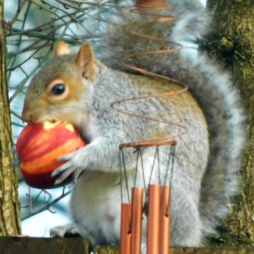 Squirrel By Sarah Goode
