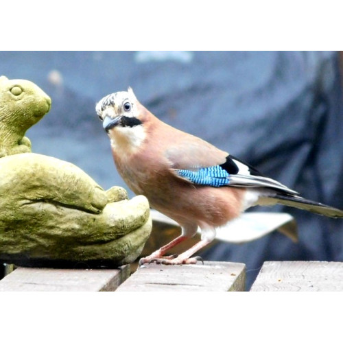 Jay by Sarah Goode