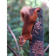 Squirrel Proof Feeders