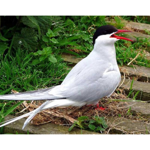Artic Tern by Jim Hand - Artic Tern by Jim Hand