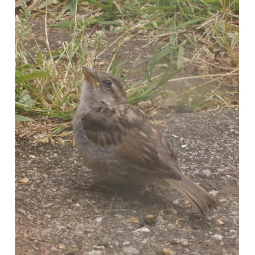 Baby Sparrow likes Premium Mix - Baby Sparrow by Natalie Reardon