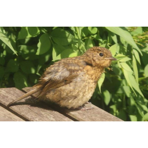 Baby Robin by Natalie Reardon - Baby Robin in the sunshine by Natalie Reardon
