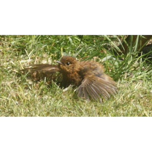 Baby Robin loves Mealworms - Baby Robin from Natalie Reardon