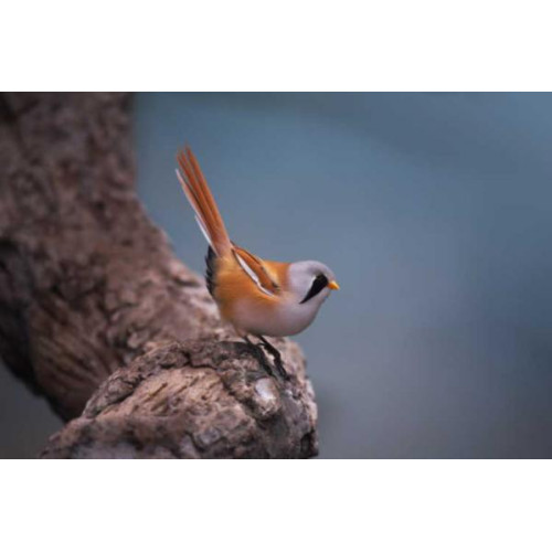 Bearded Tit - High Energy No Mess Mix - Male Bearded Tit on a log
