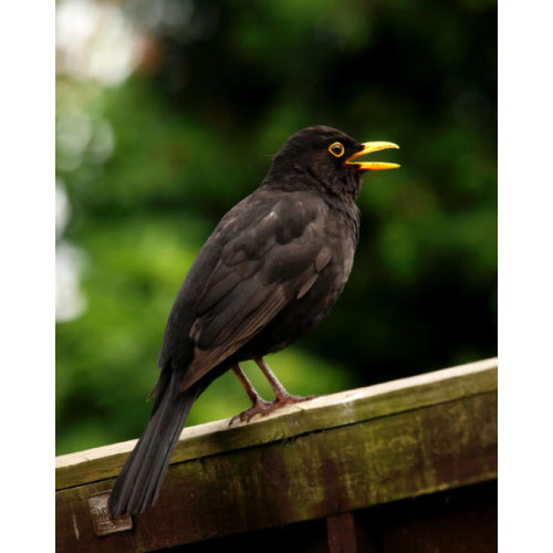 Blackbird - and Thrush Food - Morning has broken - Blackbird has spoken!