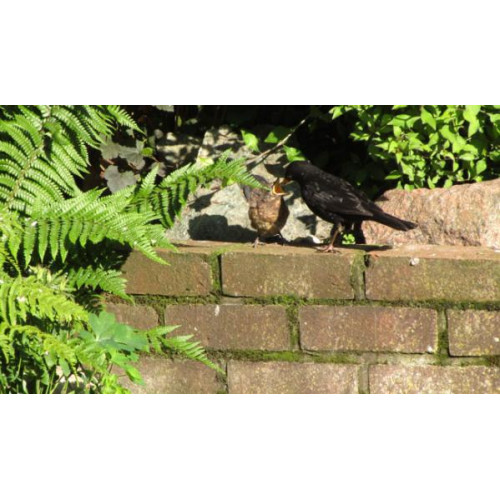 First time out of the nest - Blackbird and Thrush food is ideal for your garden songbirds