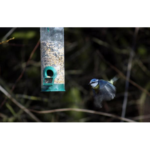 Blue Tit in flight by Jim McKinna - On final approach captain..........