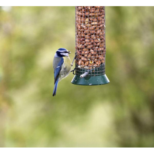 Blue Tit - Premium Bird Food - A Blue Tit enjoying a peanut feast