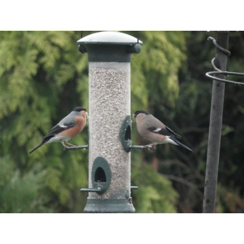 Bullfinches by Glyn Jones - Bullfinches love sunflower hearts. One of two pairs in Lockley wood