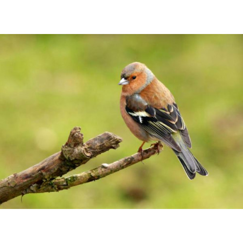 Chaffinch, Autumn Conditioner, Sunflower Hearts - Chaffinch perched on a branch