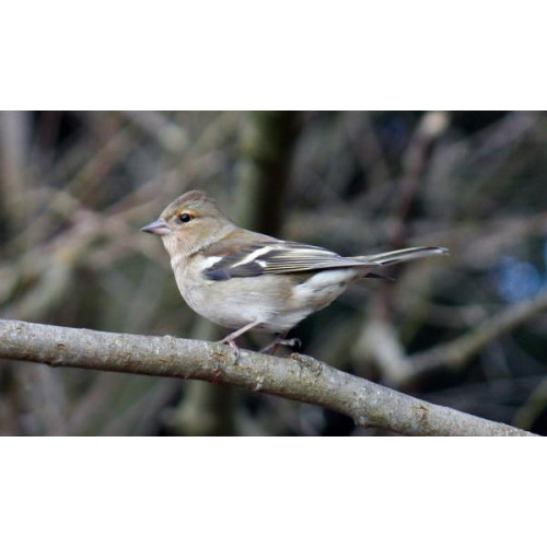 Female Chaffinch by Jim McKinna - Female Chaffinch - will enjoy Standard mix