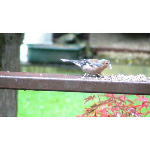 Chaffinch - Garden Bird Food - Stumpy the Chaffinch, Sent in by Wendy from Hertfordshire