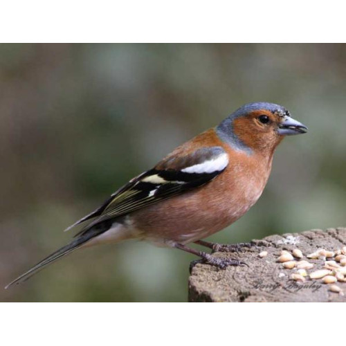 Chaffinch - Garden Bird Seed - A Chafffinch taking seed by Barry from Bedfordshire