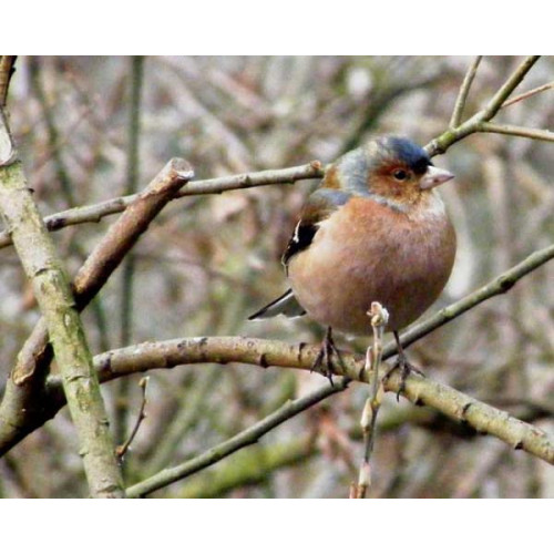 Chaffinch - Niger Seed - Finch Food - Chaffinch by Brian Page
