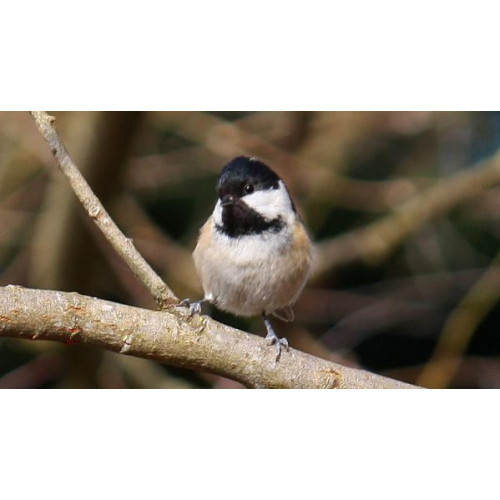 Coal Tit by Jim McKinna - Coal Tit - will eat Wild bird food