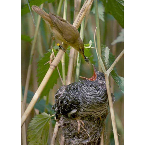 Cuckoo - A Reed Warbler feeding a Cuckoo chick - by Per H Olsen