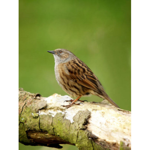 Dunnock - Wild Bird Food - Dunnock on a log