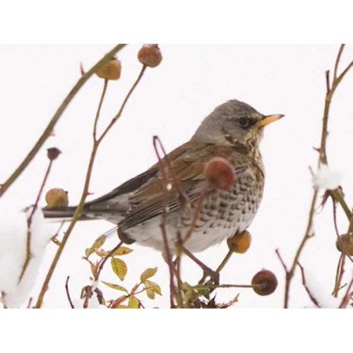 Fieldfare - Wild Bird Seed - Feildfare in the snow by Barry Baguley