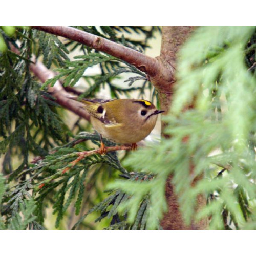 Goldcrest - Garden Bird Food - The smallest bird in Europe, and the national bird of Luxembourg!