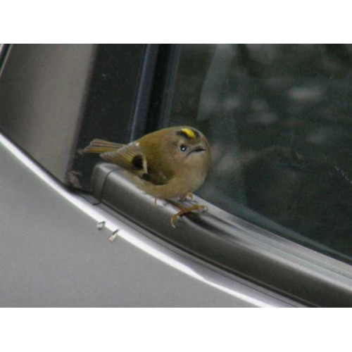 Goldcrest - Finch Food, Niger Seed - Goldcrest by G Jones