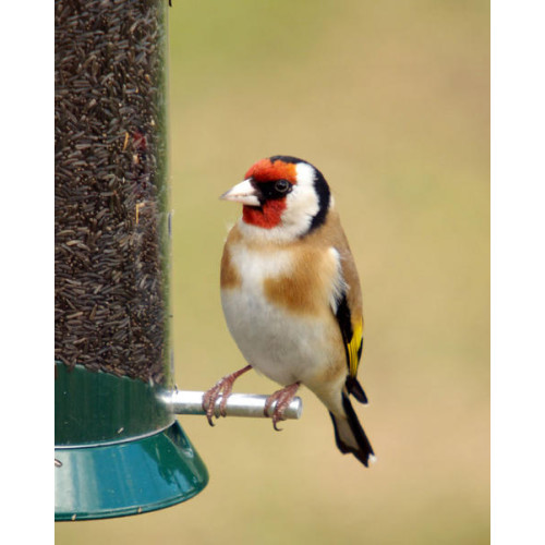 Goldfinch, Niger seed, Finch Food - A Goldfinch enjoying a meal on a Niger seed feeder