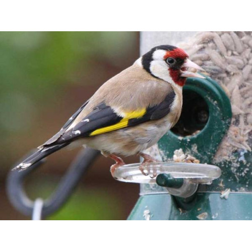 Goldfinch - Finch Food, Niger Seed - Goldfinch by Barry Baguley