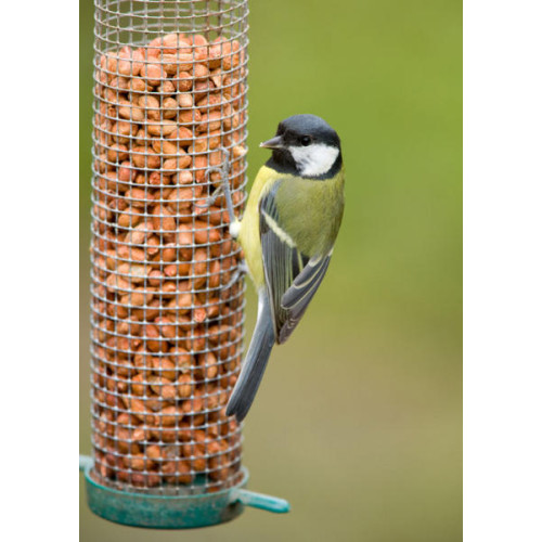 Great Tit - Robin and Tit Mix - A Great Tit snacking on peanuts
