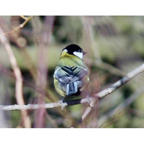Great Tit by Jim McKinna - Great Tit - will love winter mix garden bird food
