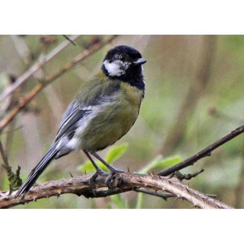 Great Tit - By Barry Baguley - Waiting his turn on the seeds, by Barry Baguley