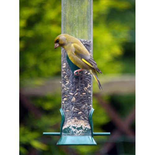 Greenfinch, Finch Food, Niger Seed - A Greenfinch on a feeder. Enjoying Black sunflower seeds
