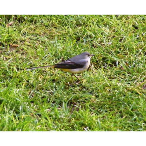 Grey Wagtail - Ground and Table mix, Mealworms - Grey Wagtail by Brian Page