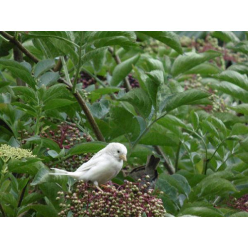 Light coloured Sparrow - A White Sparrow from Philip Standring