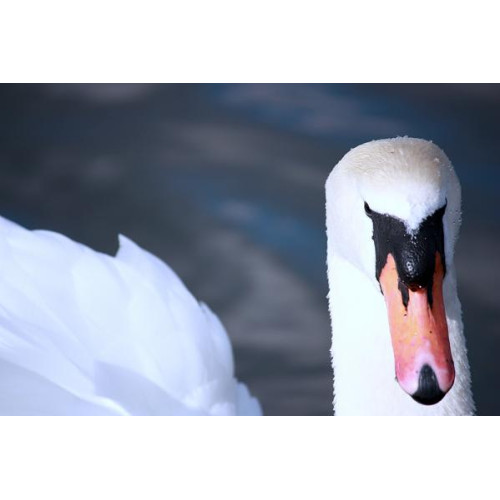 Mute Swan by Jim McKinna - Mute Swan Taken at Irvine beach park
