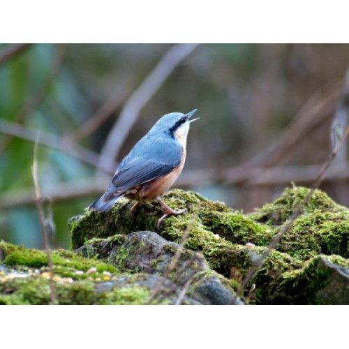 Nuthatch - Peanuts, Suet Pellets - The beautiful nuthatch singing on a rock