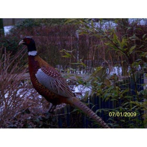 Pheasant eats Mixed Corn - A male Pheasant on lookout, by Darryl Taylor