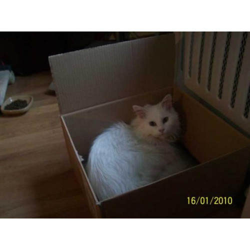 Portia making use of re-usable packaging - A new bed for me? now that's thinking out of the box!