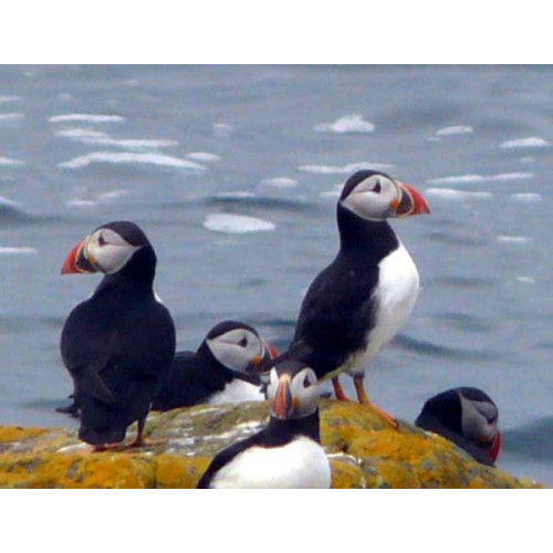 Puffins on lookout duty by Jim Hand - Puffins on lookout duty by Jim Hand