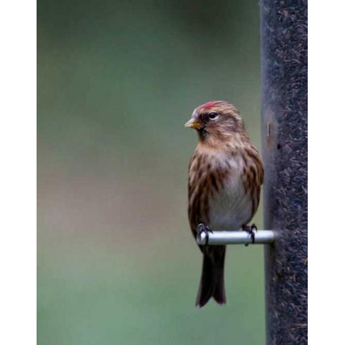 Redpoll by Martin Wood - Martins first spotting of a Redpoll at Blashford Nature Reserve. Enjoying some Niger Seeds by the look of it!
