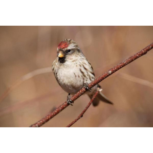 Red Poll - Wild Bird Food - A Redpoll chilling out on a branch