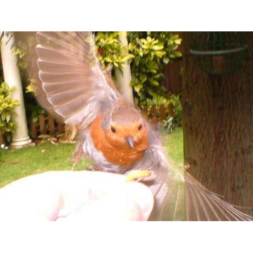 Robin Food and Mealworms - This Robin knows where to get a square meal - and how to get it! Sent in by Wendy from Hertfrordshire